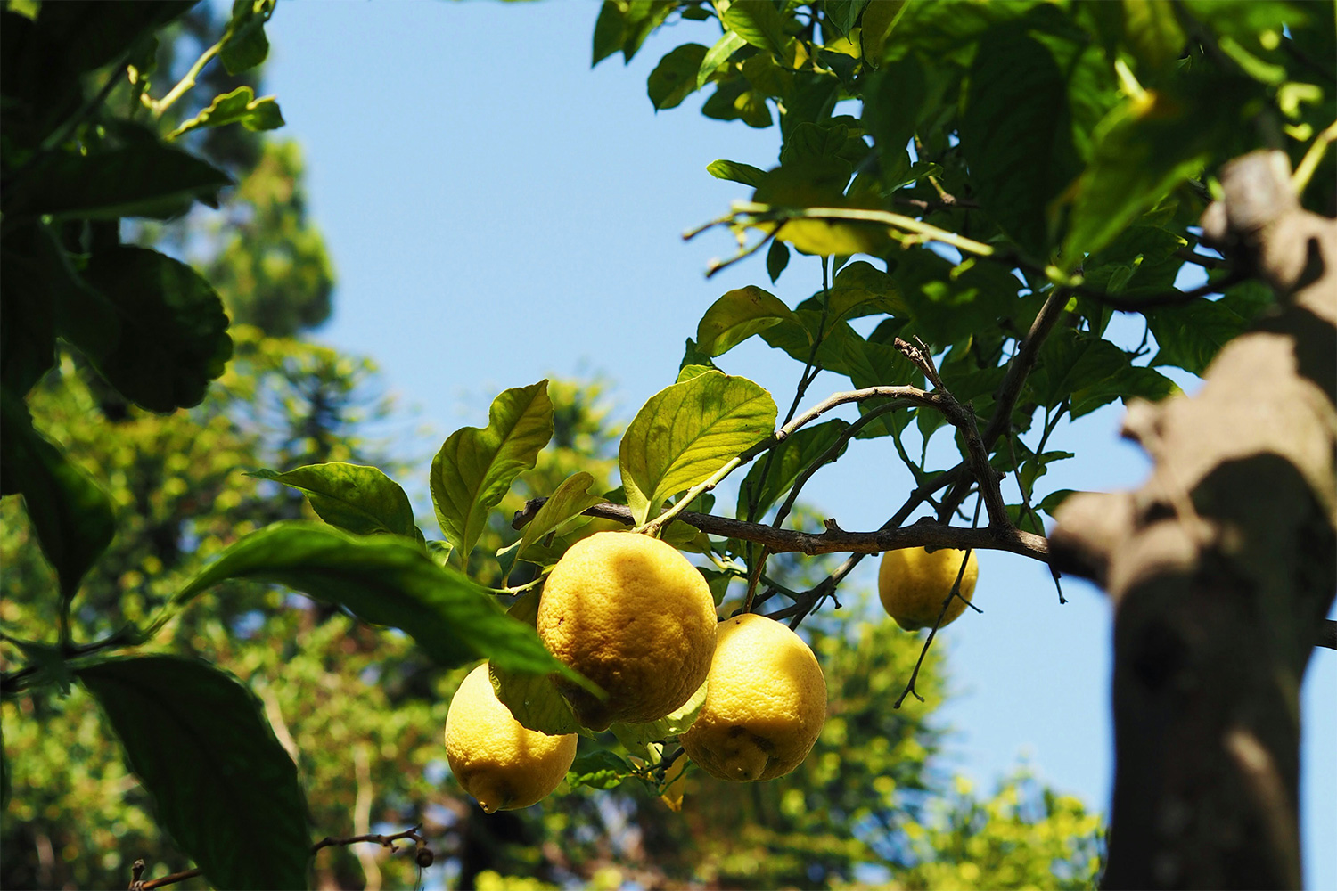 Lemons growing on a tree on the Amalfi Coast.