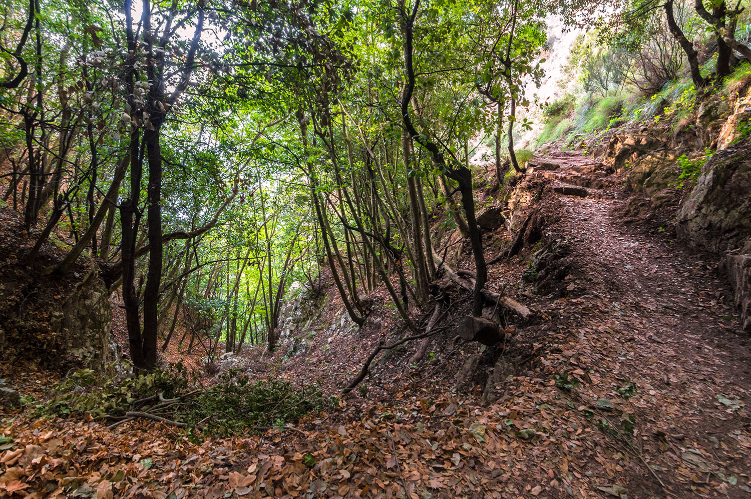 Wooded section of the Path of the Gods trail in the Monti Lattari Regional Park